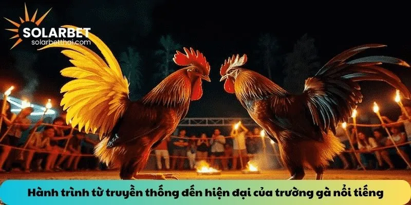 Hành trình từ truyền thống đến hiện đại của trường gà nổi tiếng