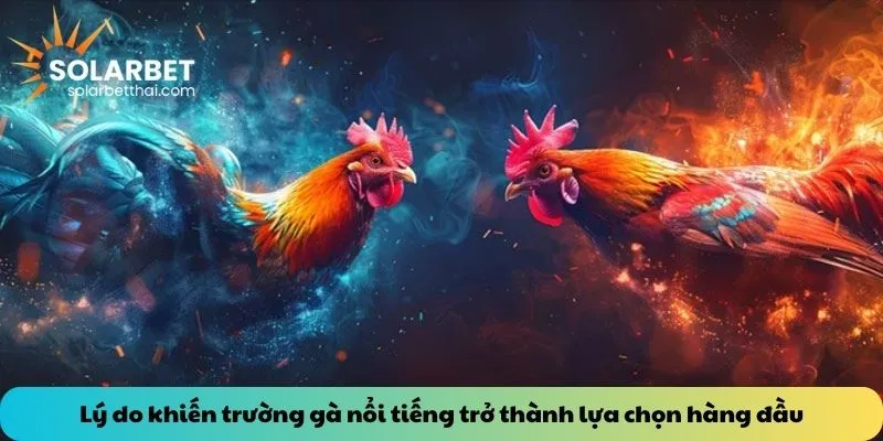 Lý do khiến trường gà nổi tiếng trở thành lựa chọn hàng đầu