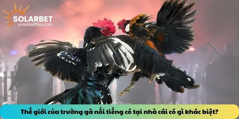 Thế giới của trường gà nổi tiếng có tại nhà cái có gì khác biệt