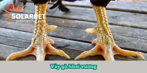Vảy gà khai vương